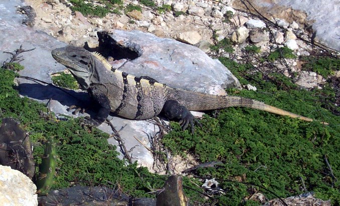 045 Marine Iguanas.jpg