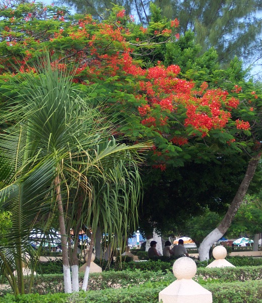 067 Beautiful trees in Cozumel.JPG