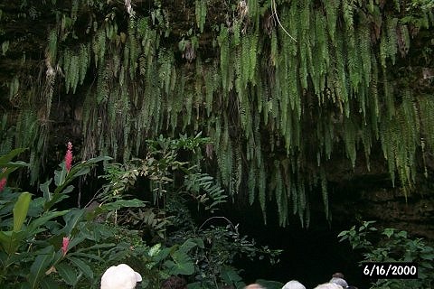 Hanging ferns at the Fern Grotto