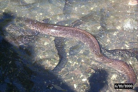 Sacred Eels on Huahine