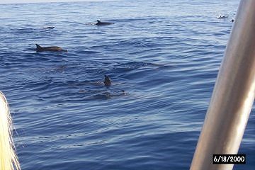 More spinner dolphins